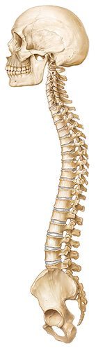 spinal_integration